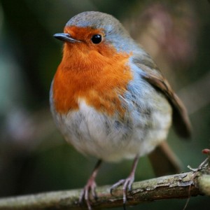 robin-red-breast