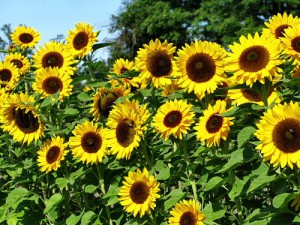 sunflowers[1]
